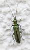 Oedemera nobilis